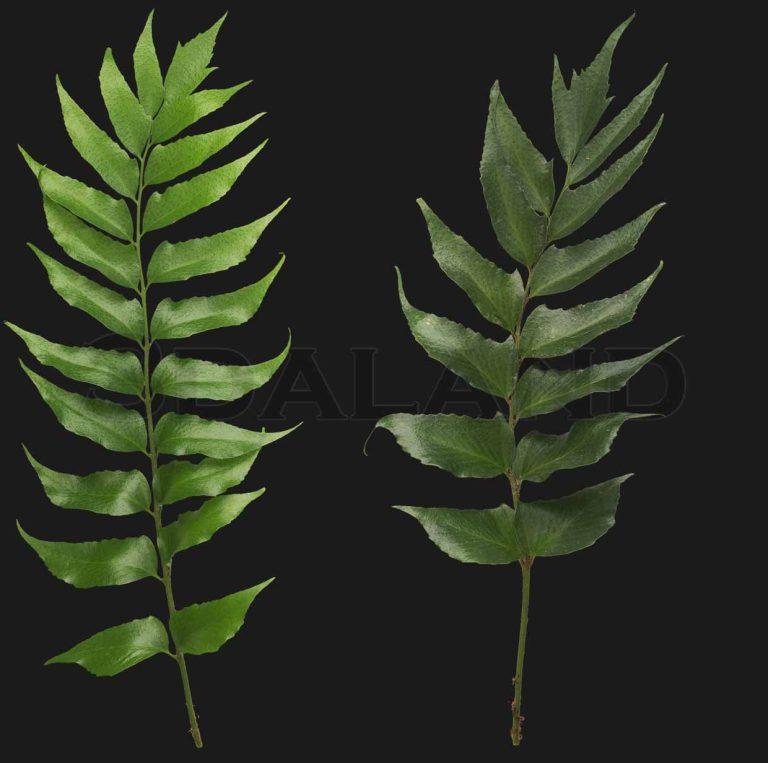 تکسچر_گیاه_07