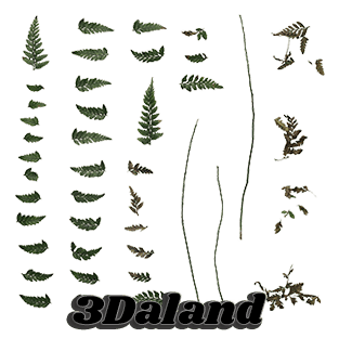 تکسچر سرخس پوسیده و خشک