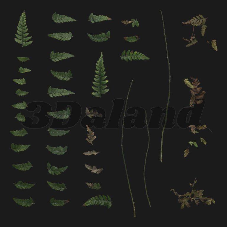 تکسچر سرخس پوسیده و خشک