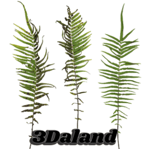 دانلود تکسچر گیاهان (برگ سرخس)