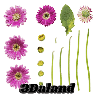 دانلود تکسچر گیاهان (ساقه و برگ و گل)