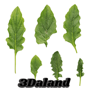 دانلود تکسچر گیاهان (برگ)