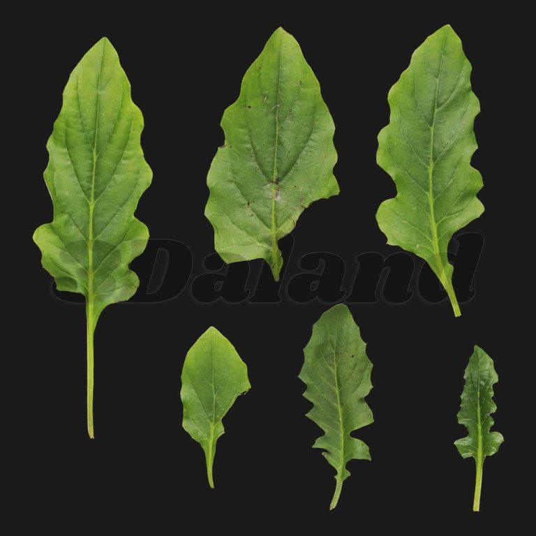 دانلود تکسچر گیاهان (برگ)