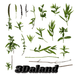 دانلود تکسچر گیاهان (برگ شاخه و جوانه گیاهان سبز02)