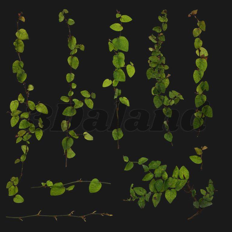 دانلود تکسچر گیاهان (شاخ و برگ سبز)