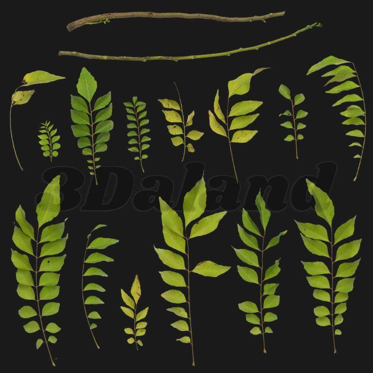 دانلود تکسچر گیاهان (شاخ و برگ سبز) 05