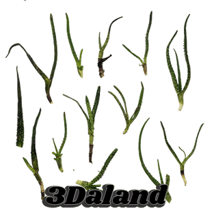 دانلود تکسچر گیاهان ( آلوئه ورا)