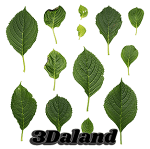 دانلود تکسچر گیاهان (برگ)